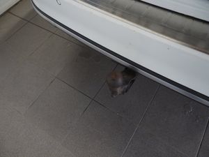 Volkswagen Passat bild 24